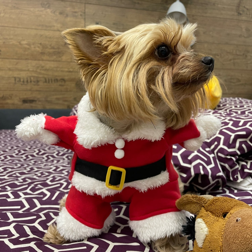 Winter Pet Dog Jacket Coat For – Winter Clothing Dress Up recenzja i cena
